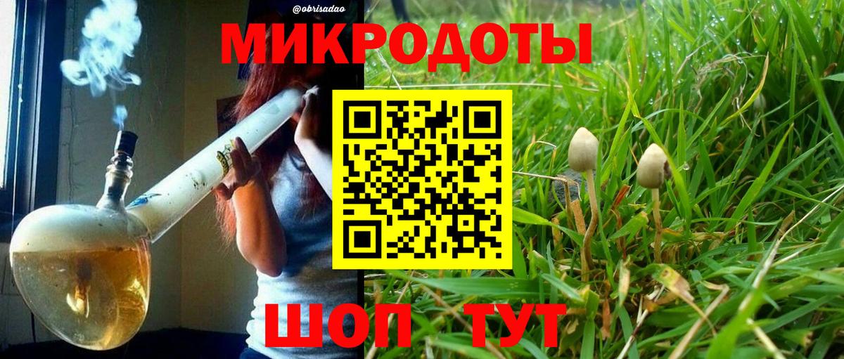 Галлюциногенные грибы Psilocybe Бор